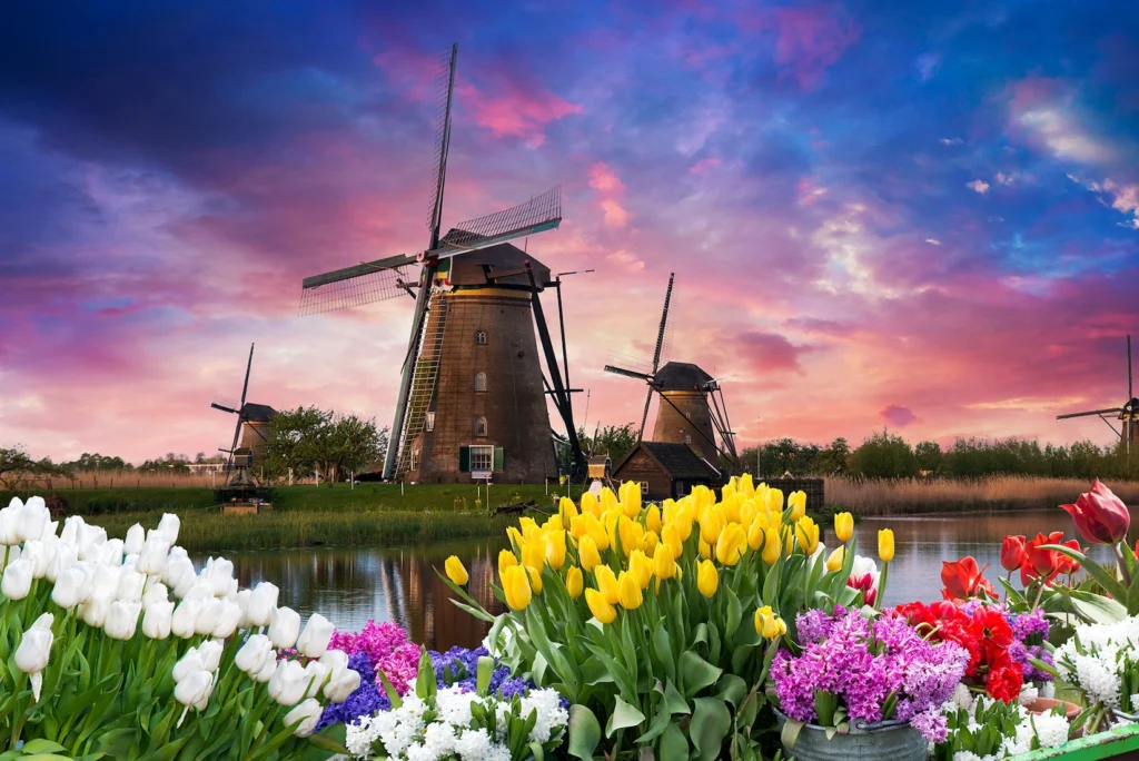 Colorful tulip garden with white, yellow, pink, and purple flowers in foreground, traditional Dutch windmills and waterway at sunset