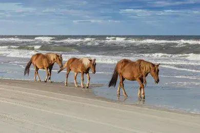 Four wild horses walking in shallow ocean water on sandy beach with waves